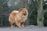 CHOW CHOW 584